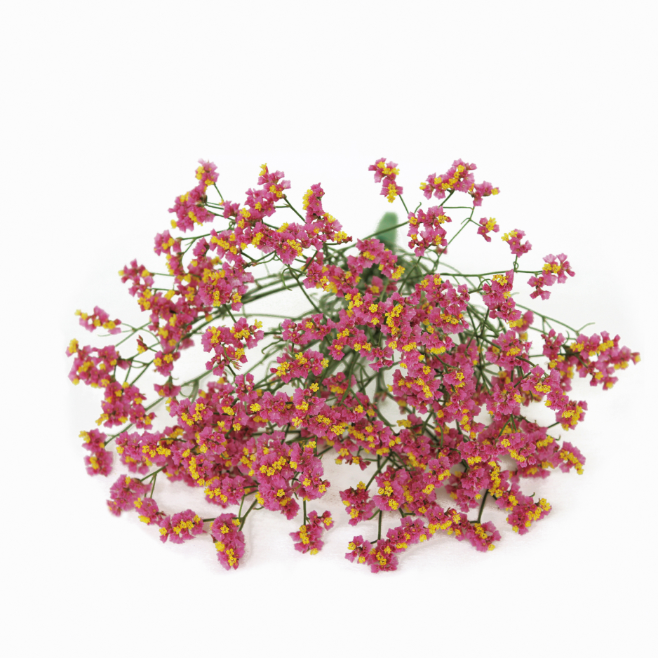 キノパッション | 花き栽培のツボ | 福花園種苗株式会社